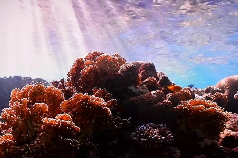 Canicule marine : les océans atteignent des températures record, alertant les scientifiques.