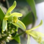 La vanille, une orchidée qui a transformé les marchés agroalimentaires mondiaux.