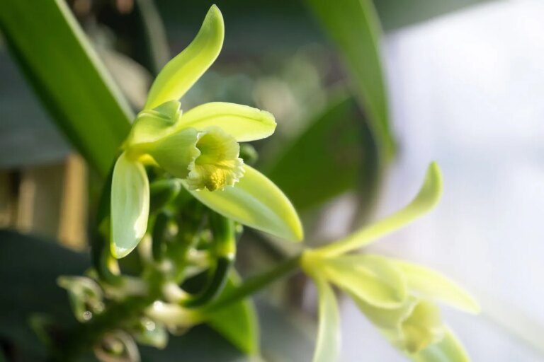 La vanille, une orchidée qui a transformé les marchés agroalimentaires mondiaux.