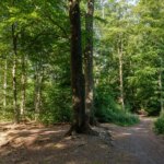 La forêt française, puits de carbone, menacée par sécheresse et coupes de bois.
