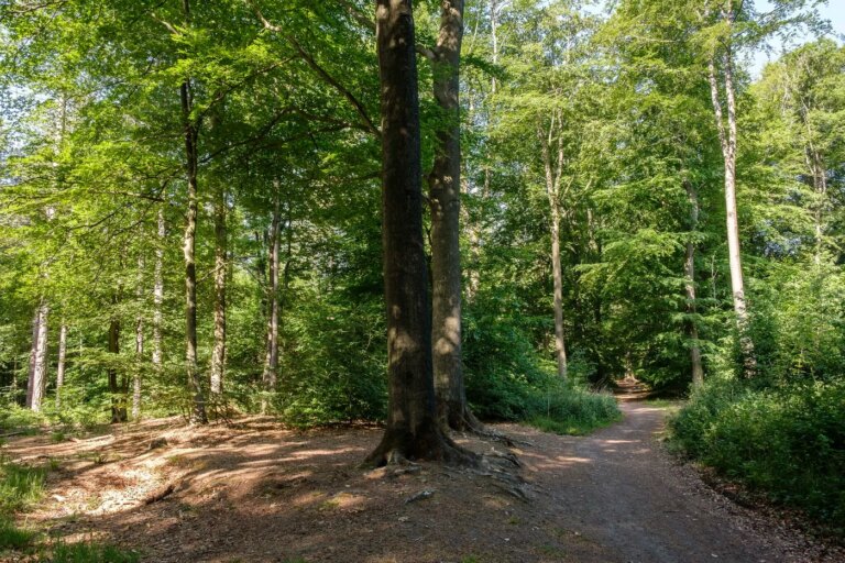 La forêt française, puits de carbone, menacée par sécheresse et coupes de bois.