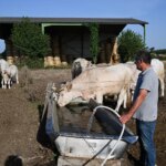 Canicules en France : surmortalité animale et baisse des rendements agricoles observées