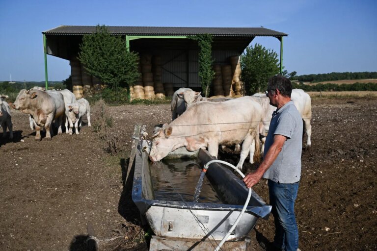 Canicules en France : surmortalité animale et baisse des rendements agricoles observées