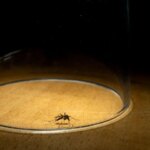 Moustiques en baisse en raison de la canicule, risque de retour imminent dans plusieurs régions.