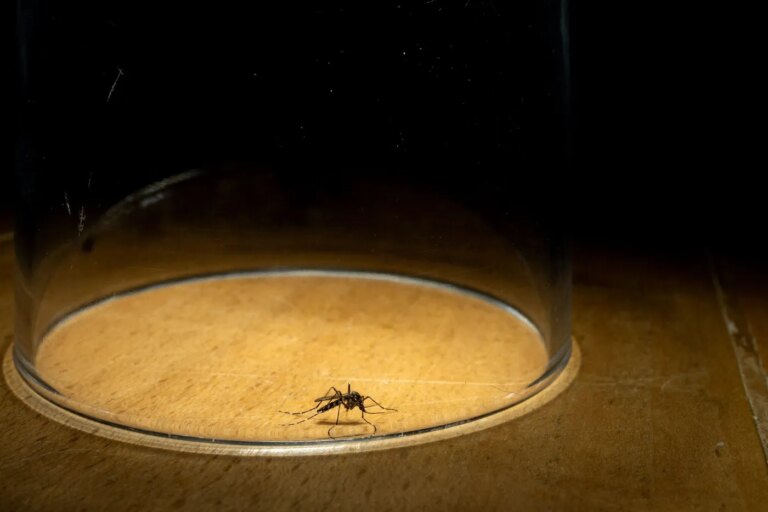 Moustiques en baisse en raison de la canicule, risque de retour imminent dans plusieurs régions.