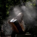 Disparition des abeilles : causes identifiées par des chercheurs en apiculture.