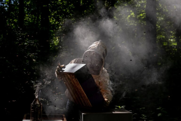 Disparition des abeilles : causes identifiées par des chercheurs en apiculture.