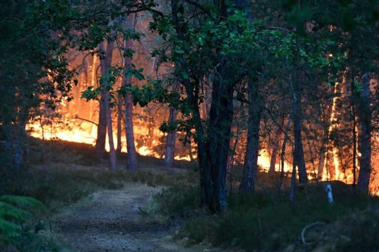 Feux de forêt à Fontainebleau : 800 hectares brûlés, incendie d’une ampleur exceptionnelle.