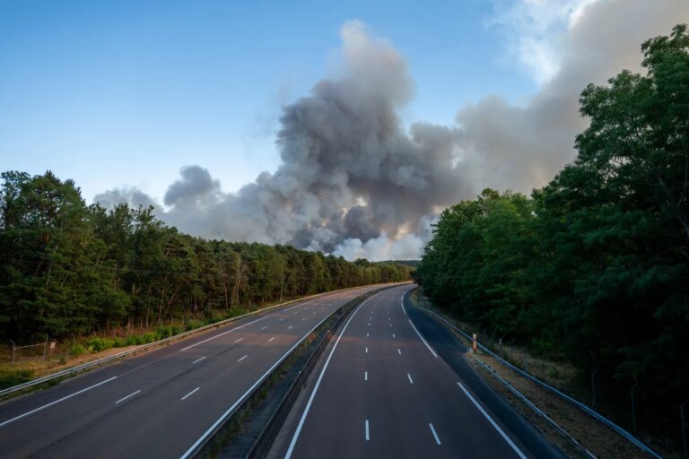 Feu de forêt à Fontainebleau : conséquences sur l’ancien terrain de chasse royal.