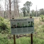 32 000 hectares brûlés : stratégies pour renforcer la résilience des forêts en France.