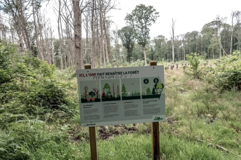 32 000 hectares brûlés : stratégies pour renforcer la résilience des forêts en France.