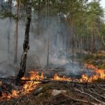 Incendie de Fontainebleau : deux suspects reconnaissent leur implication dans les feux fixés.