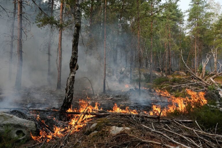Incendie de Fontainebleau : deux suspects reconnaissent leur implication dans les feux fixés.