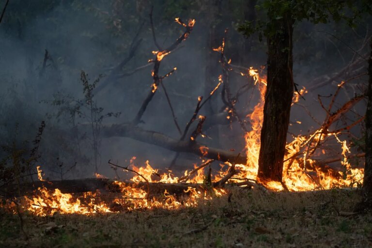 Incendies : appel à une responsabilité collective pour la culture du feu en France