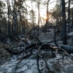 Incendie dans le massif de Fontainebleau : menaces sur un écosystème forestier fragile.