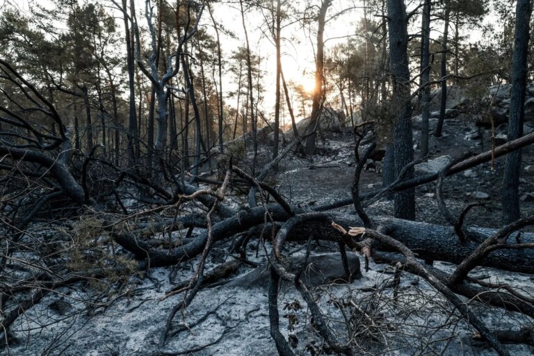 Incendie dans le massif de Fontainebleau : menaces sur un écosystème forestier fragile.