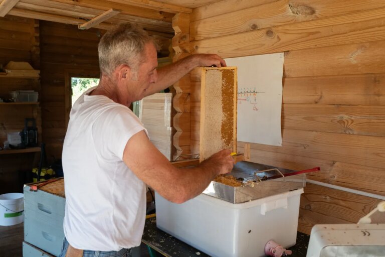 Apiculture française en déclin : 5 conseils pour choisir un miel de qualité