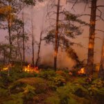 Des milliers d’animaux sauvages perdent la vie dans un incendie en Australie.
