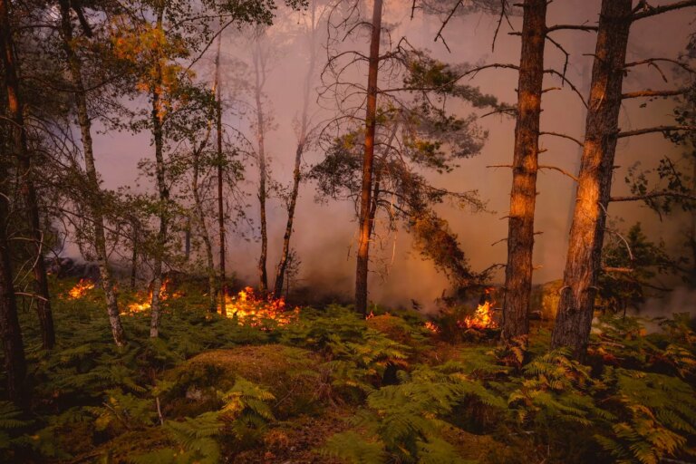 Des milliers d’animaux sauvages perdent la vie dans un incendie en Australie.