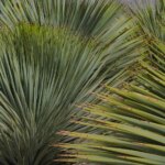 Les yuccas, alternatives adaptées aux conditions de chaleur en France.