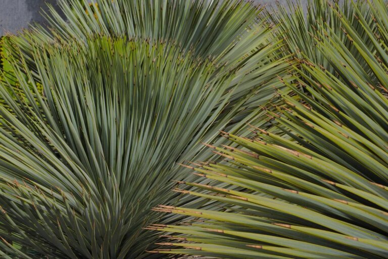 Les yuccas, alternatives adaptées aux conditions de chaleur en France.