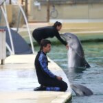 Transfert de huit dauphins de Marineland vers l&rsquo;Espagne en cours
