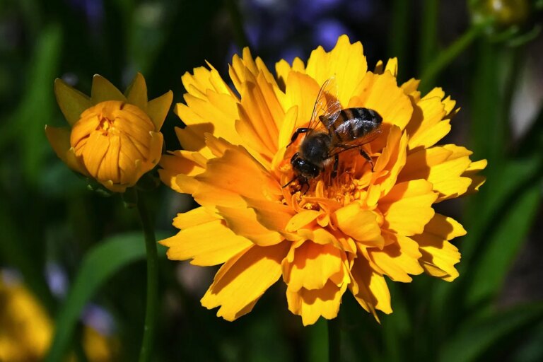 Loi d’urgence agricole : des experts contestent le choix entre agriculture et biodiversité