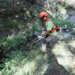 Incendies en Gironde : le débroussaillement jugé insuffisant pour protéger la faune.