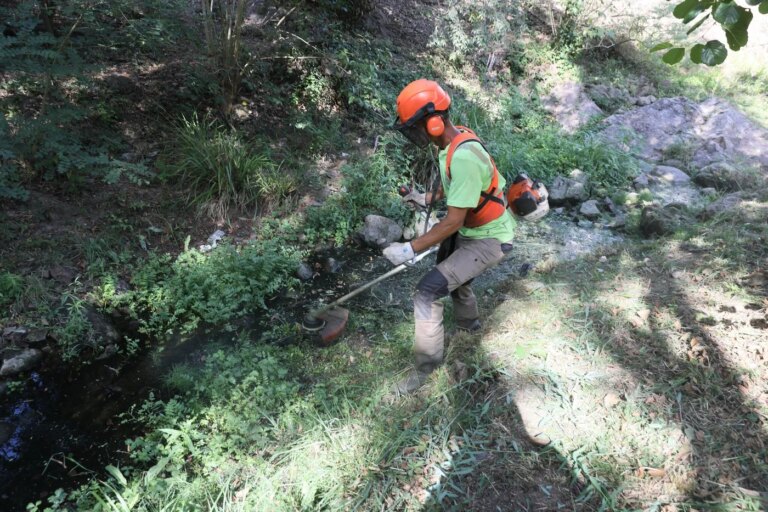 Incendies en Gironde : le débroussaillement jugé insuffisant pour protéger la faune.