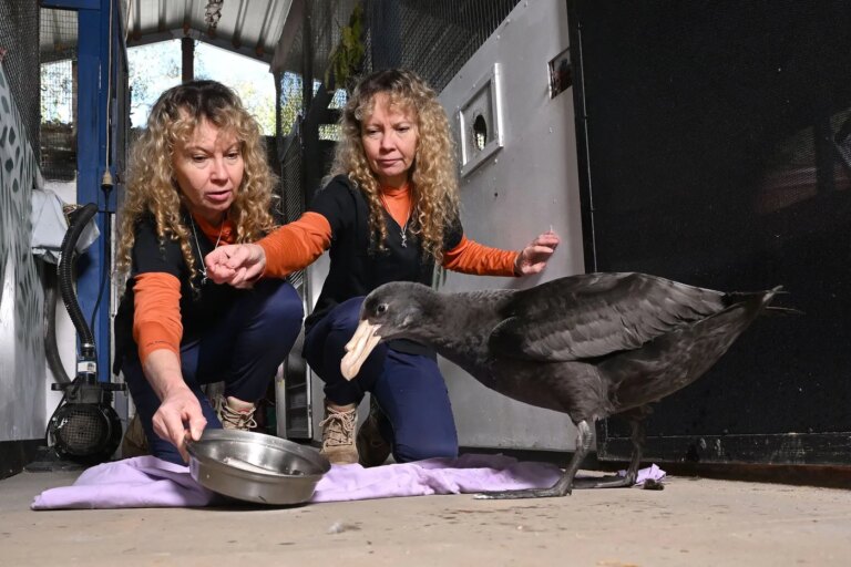 Grippe aviaire : la souche H5 suscite des inquiétudes en Australie pour la santé aviaire