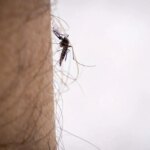 Chikungunya : premier cas autochtone détecté en France cette année