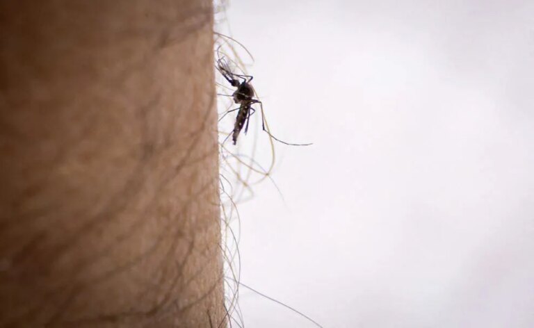 Chikungunya : premier cas autochtone détecté en France cette année