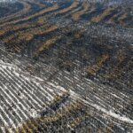 Incendie en Gironde : propriété de la forêt des Landes de Gascogne clarifiée