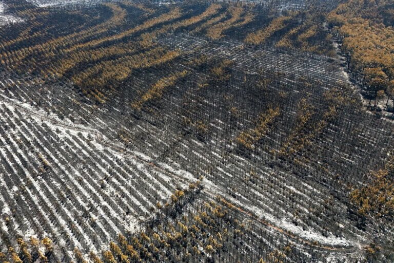 Incendie en Gironde : propriété de la forêt des Landes de Gascogne clarifiée