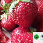 Des PFAS détectés dans 60 % des fraises cultivées en Europe, selon une étude.