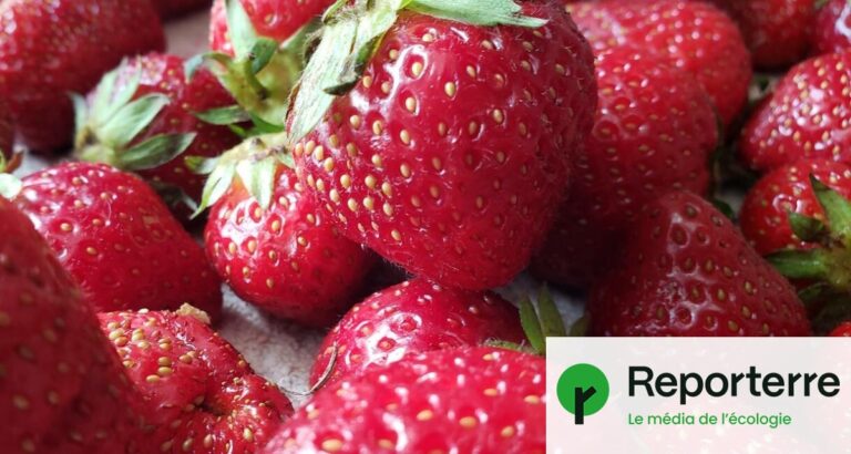 Des PFAS détectés dans 60 % des fraises cultivées en Europe, selon une étude.
