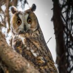 Loi sur la protection de la nature de 1976 : Évaluation des résultats en matière de biodiversité.