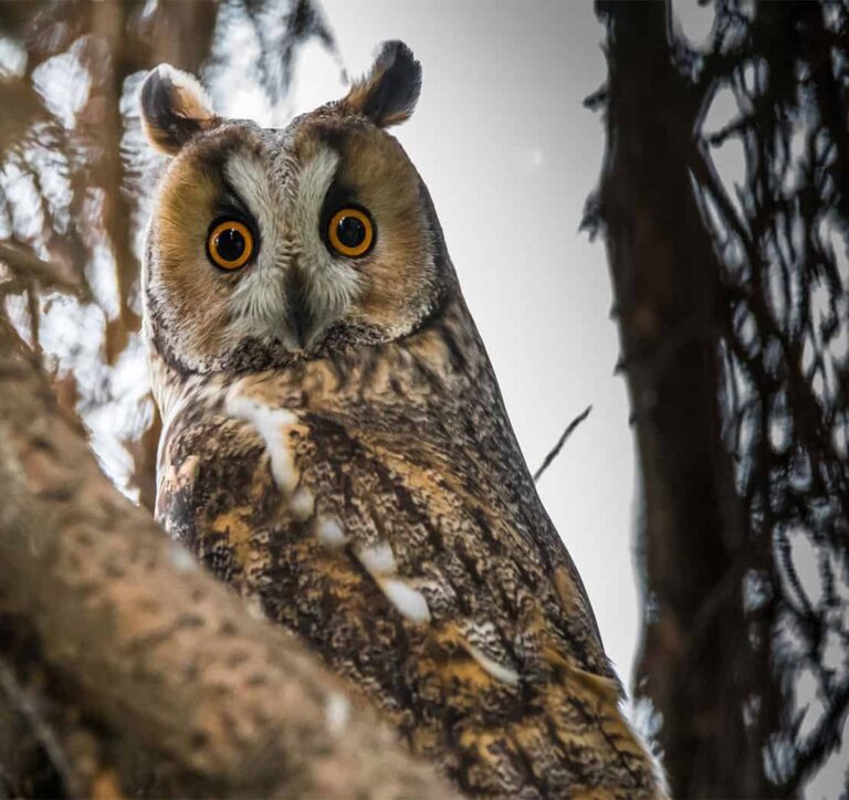 Loi sur la protection de la nature de 1976 : Évaluation des résultats en matière de biodiversité.