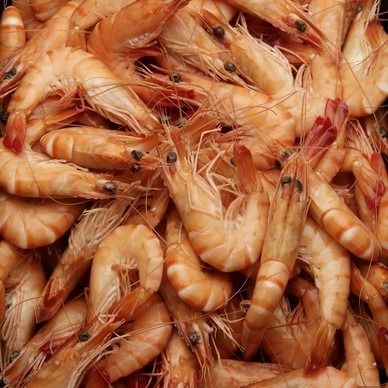Rappel Consommateur – Détail Crevettes cuites 30/50 Sans marque