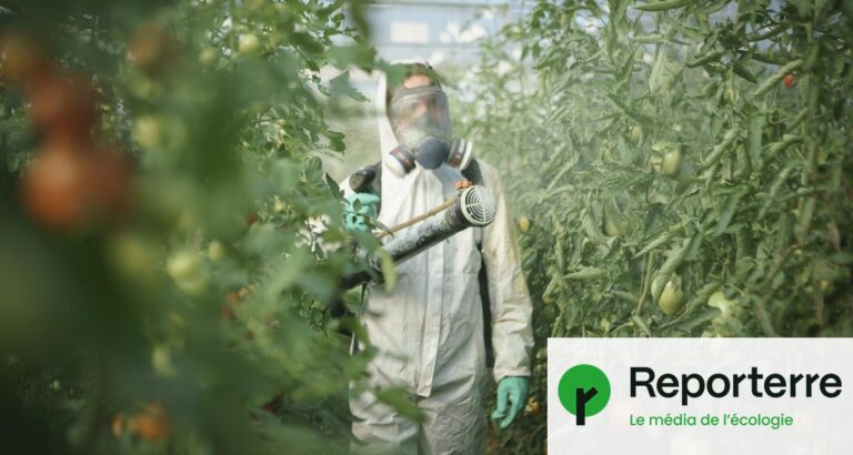 Réintroduction des pesticides interdits : la décision scientifique contestée en France.