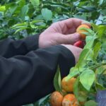 Canicule : hausse des prix et rareté des carottes et tomates en raison des conditions climatiques.