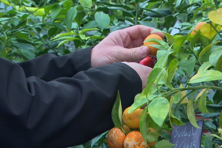 Canicule : hausse des prix et rareté des carottes et tomates en raison des conditions climatiques.