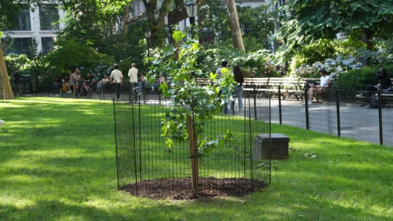 Une graine ayant orbité autour de la Lune a donné naissance à un arbre à New York.