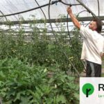 Canicules : les agriculteurs français confrontés à une baisse de rendement significative.