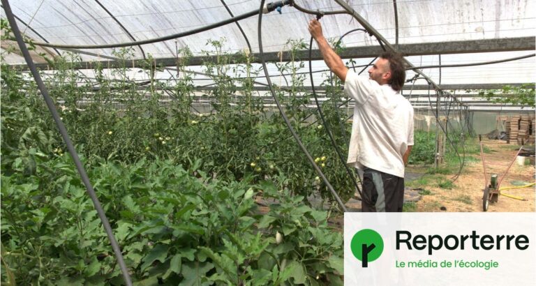 Canicules : les agriculteurs français confrontés à une baisse de rendement significative.