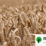 La récolte de blé en France perturbée par canicules et sécheresse persistante