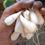 Des citoyens réclament la mise en marché de l&rsquo;ail des bois cultivé en France
