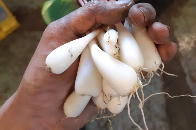 Des citoyens réclament la mise en marché de l’ail des bois cultivé en France