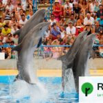 Transfert de 8 dauphins du Marineland d’Antibes vers un parc en Espagne