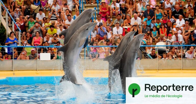 Transfert de 8 dauphins du Marineland d’Antibes vers un parc en Espagne